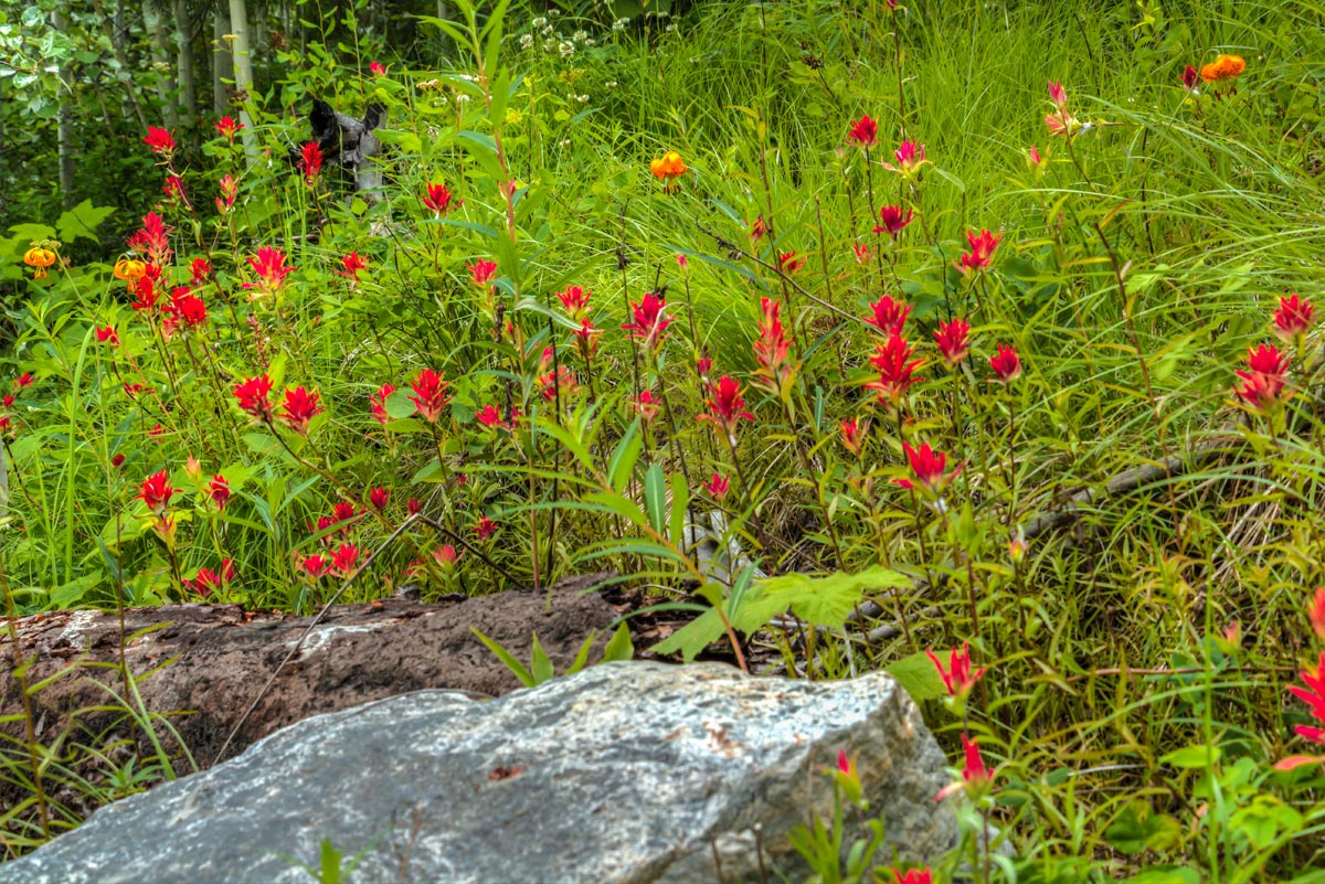 Okanagan wildflowers