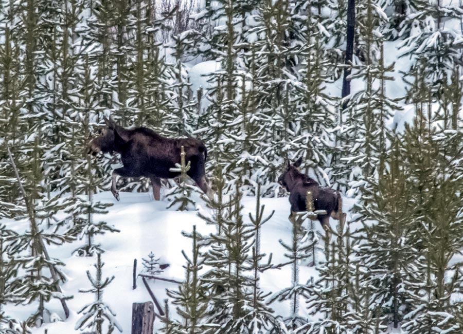 Cow Moose and Calf on Kettle Valley Rail Trail