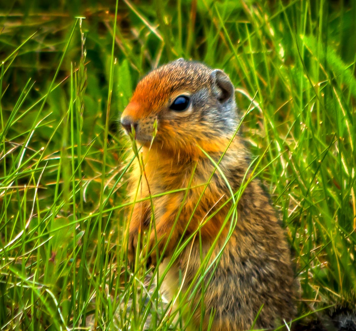 Baby Ground Squirrel