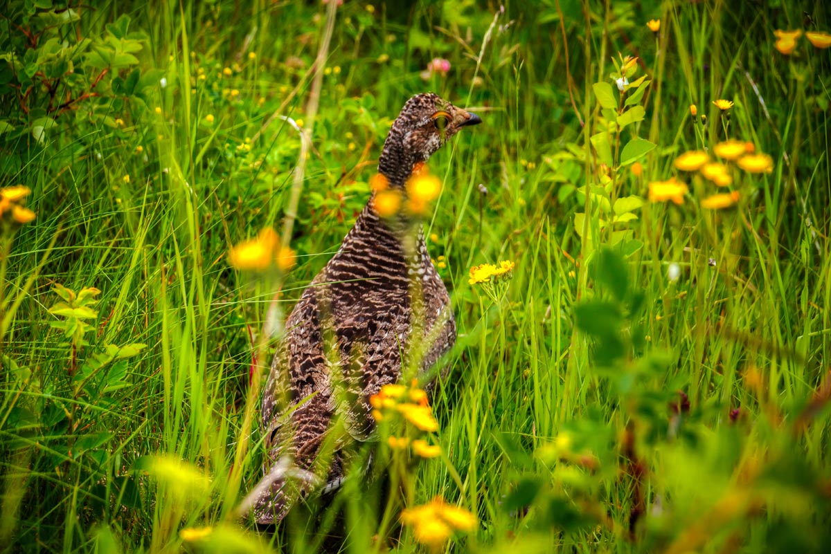 Grouse Hen in Kelowna