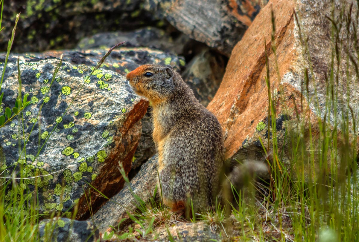 Columbian Ground Squirrel