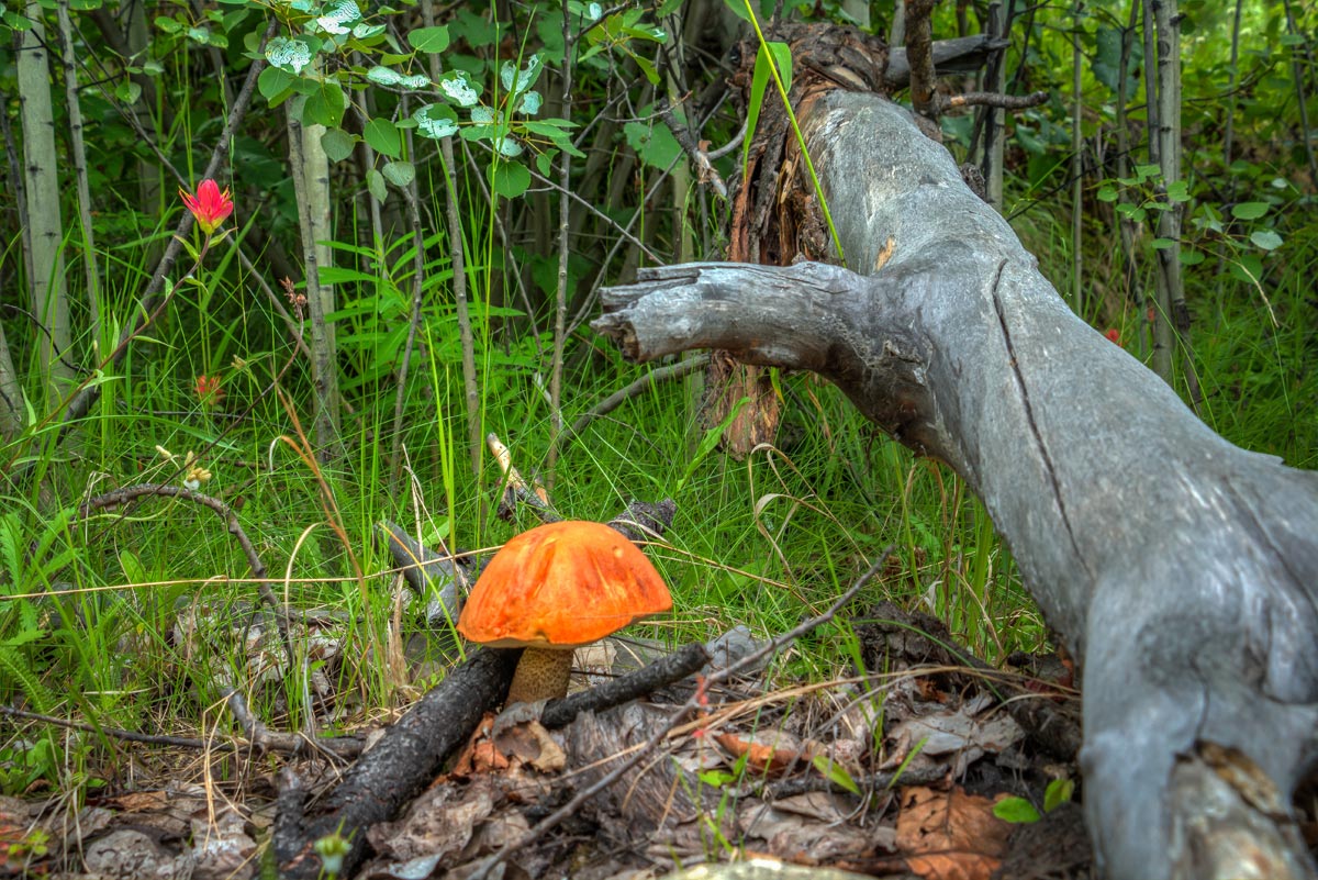 Bolete Mushroom