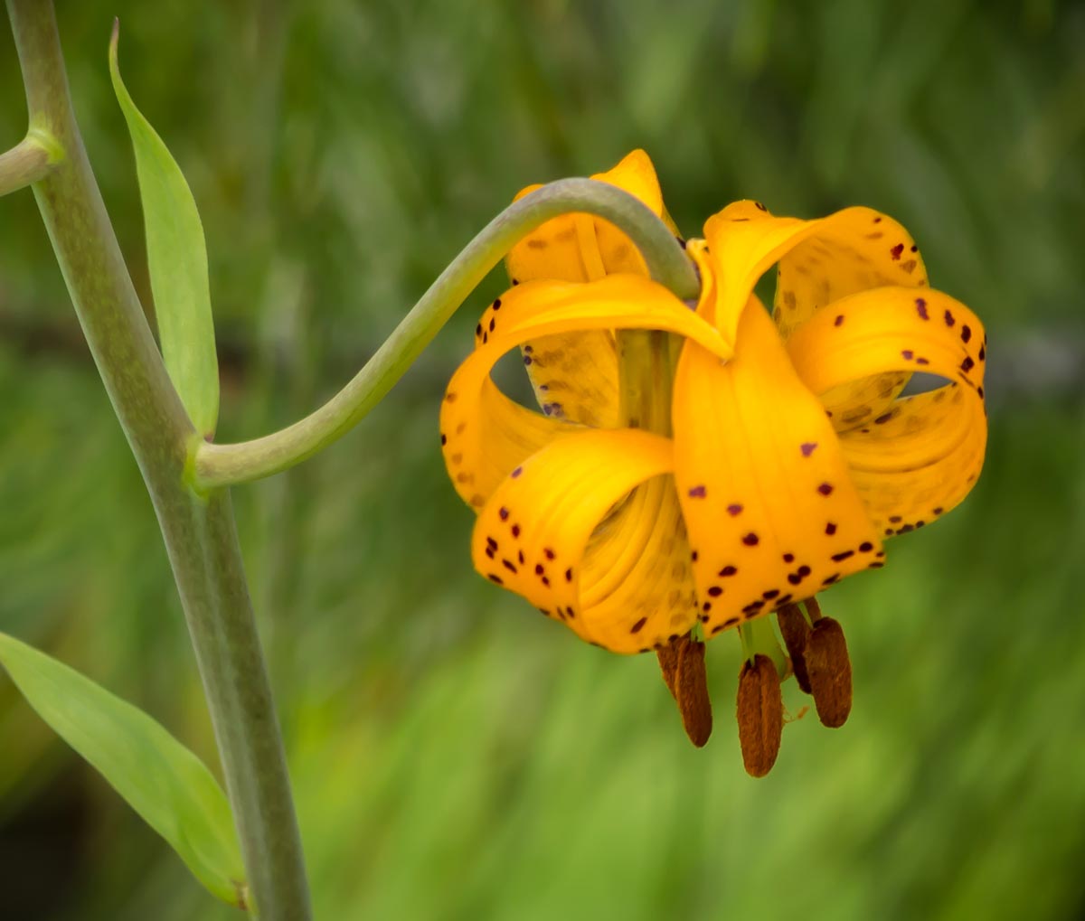 Wild Tiger Lily