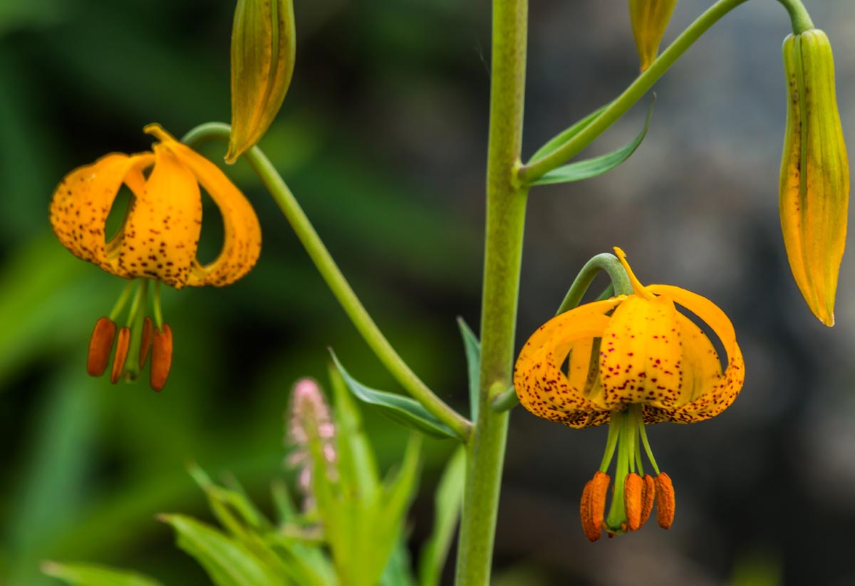 Tiger Lily Kelowna