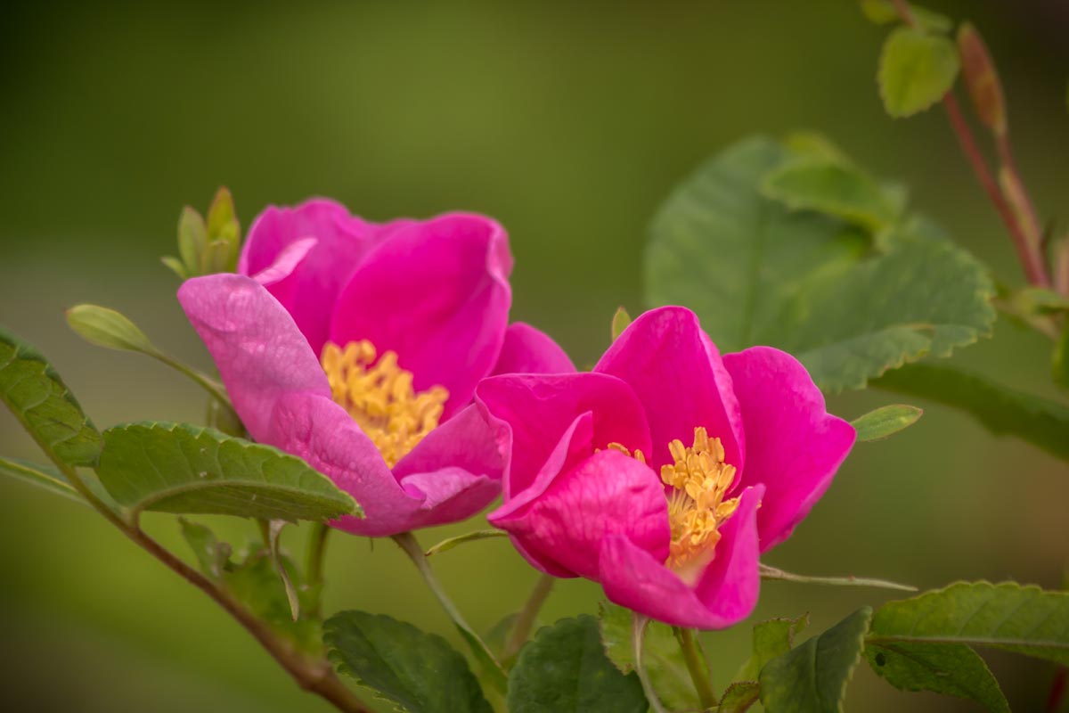 Okanagan Wild Rose