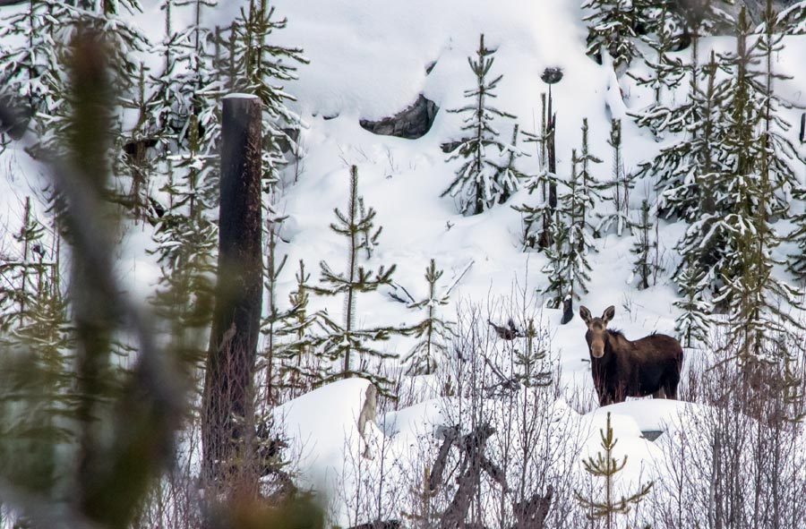 Moose at Kettle Valley Rail Trails - Village of Kettle Valley