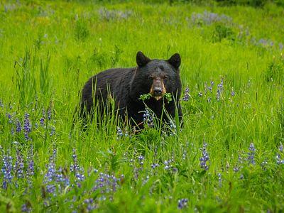 Kettle Valley - Wildlife and Nature