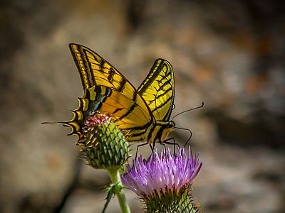 Kettle Valley - Wildlife and Nature