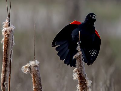 Kettle Valley - Wildlife and Nature