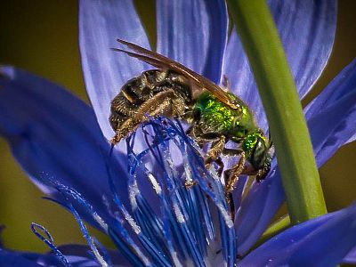 Kettle Valley - Wildlife and Nature