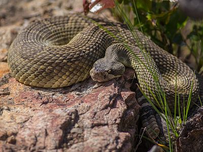 Kettle Valley - Wildlife and Nature