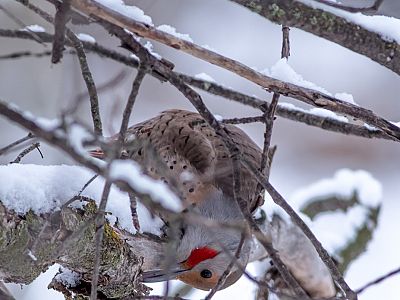 Kettle Valley - Wildlife and Nature