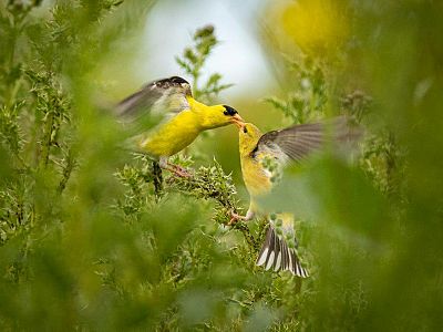 Kettle Valley - Wildlife and Nature