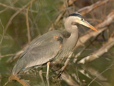 Kettle Valley - Wildlife and Nature