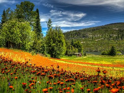 Kettle Valley - Wildlife and Nature