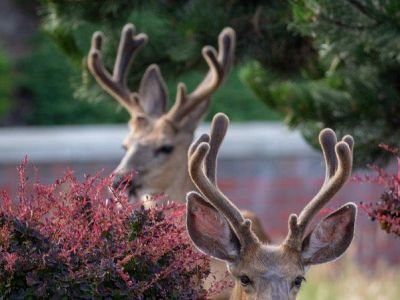 Kettle Valley - Wildlife and Nature