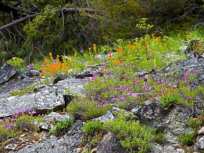 Kettle Valley - Wildlife and Nature