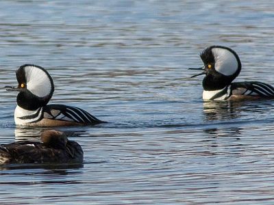 Kettle Valley - Wildlife and Nature