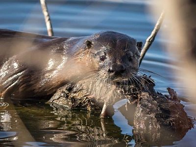 Kettle Valley - Wildlife and Nature