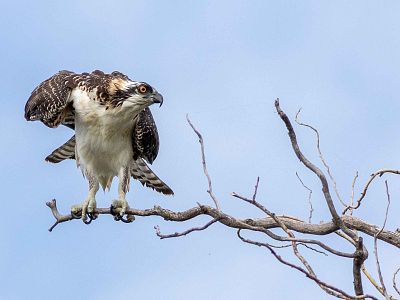 Kettle Valley - Wildlife and Nature